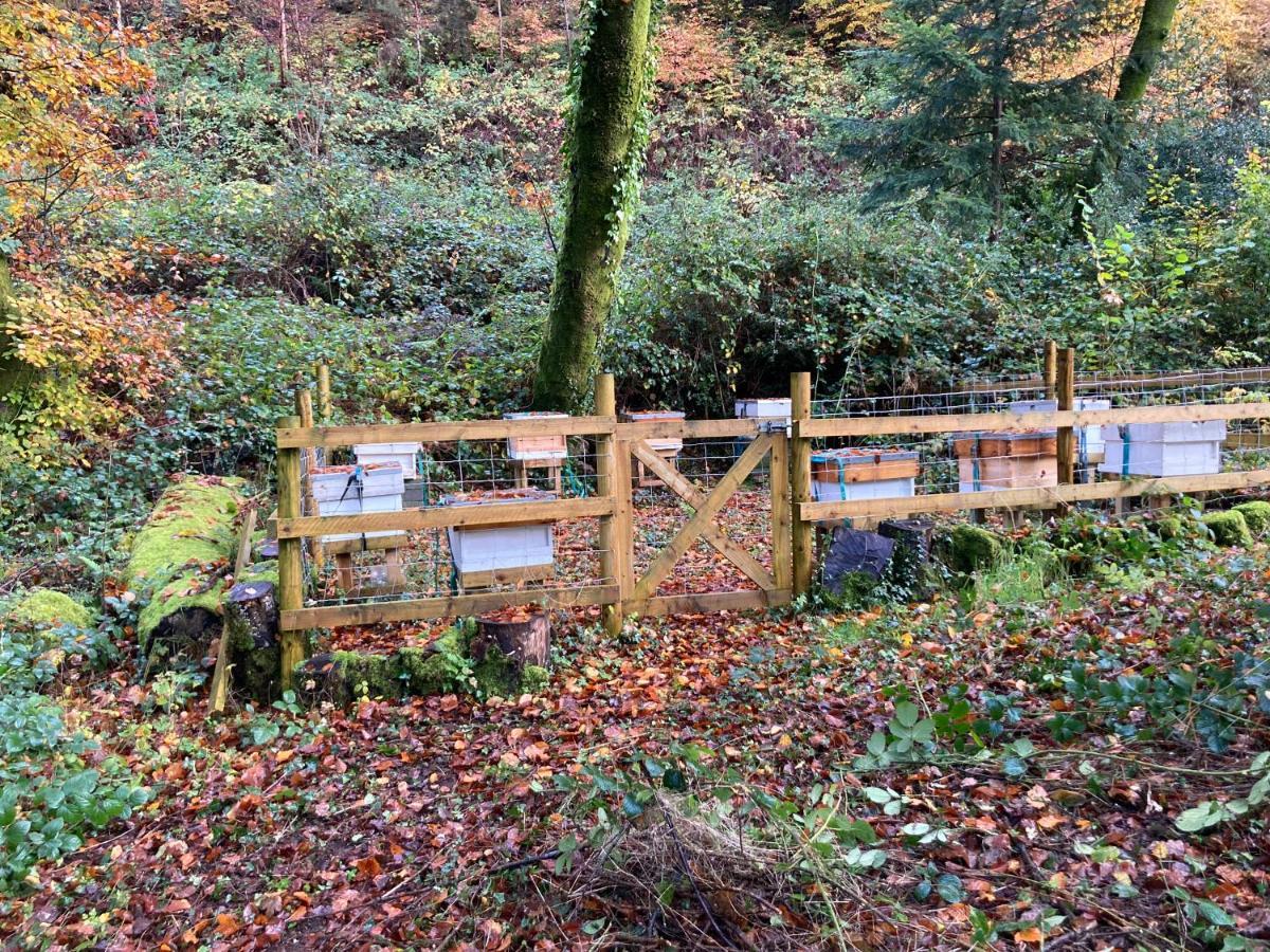 Honey Bee Cabin Llandysul Экстерьер фото