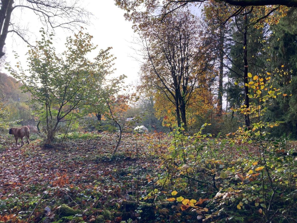 Honey Bee Cabin Llandysul Экстерьер фото